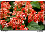 IMG_2852 copy