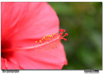 IMG_2862 copy