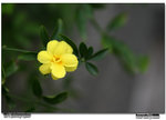 IMG_2896 copy