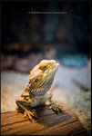 IMG_9885 copy