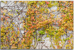 IMG_1043_copy
