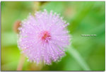 IMG_1077_copy