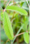 IMG_1080_copy