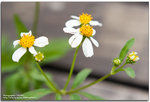 IMG_1124_copy