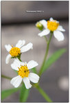 IMG_1131_copy