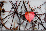 IMG_1134_copy