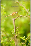 IMG_1419_001
