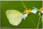 IMG_4884_copy