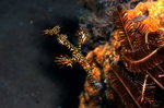 ghost pipefish