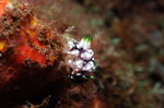 Nudibranch