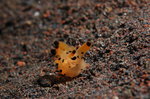 ��d�W - Picachu Nudibranch 