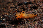 Picachu Nudibranch 