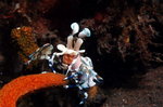 Harlequin Shrimp 