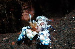 Harlequin Shrimp