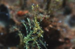 Skeleton Shrimp