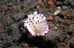 Nudibranch