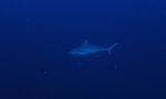 Gray Reef Shark in Big Fish Country