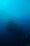 Barracuda at Big Fish Country - Maratua