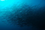 Barracuda at Big Fish Country - Maratua