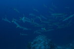 Yellow Fin barracuda at Big Fish Country - Maratua