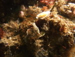DSCF1130