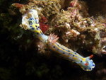 DSCF1132