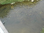DSC03906