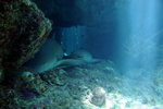 Lazy Nurse Sharks