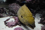 
Moray eel