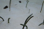 Garden eel