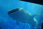 Whale Shark