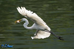 IMG_8270a