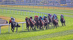 IMG_7933a
