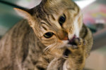 070407_20d_2872