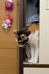 070407_20d_2975