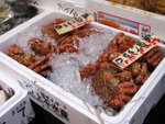 crab crab crab