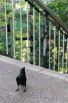 070729_20d_4694a