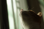 080625_20d_5676a