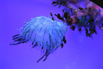 081003_f100_4897