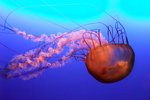 081003_f100_4909