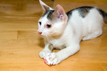 060707_20d_0019