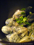 060508_w810i_0008