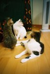 050820_lomo_0020