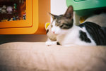 050820_lomo_0031