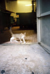 050905_lca_0004