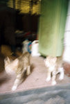 050905_lca_0006