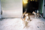 050905_lca_0007