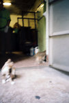 050905_lca_0008