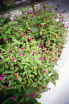 050906_lca_0004