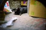 050911_lca_0003a